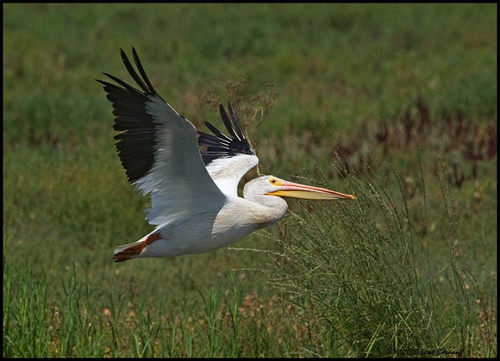 _0SB4877 american white pelican.jpg